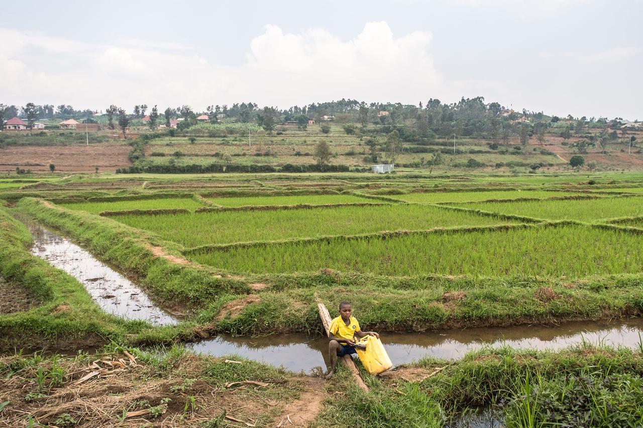 Blick auf ein Reisfeld in Ruanda, vor dem ein Junge sitzt.