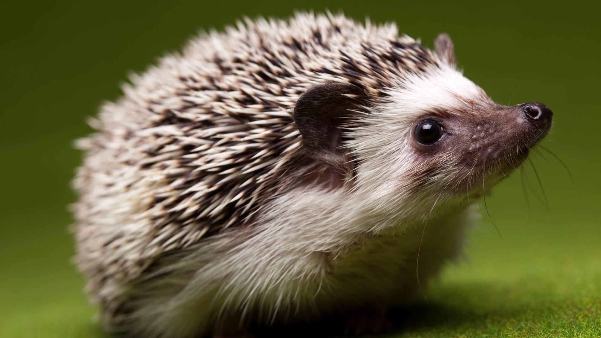 Ein Igel ganz nah fotografiert auf einem grünen Untergrund. Ein Igel ganz nah fotografiert auf einem grünen Untergrund.