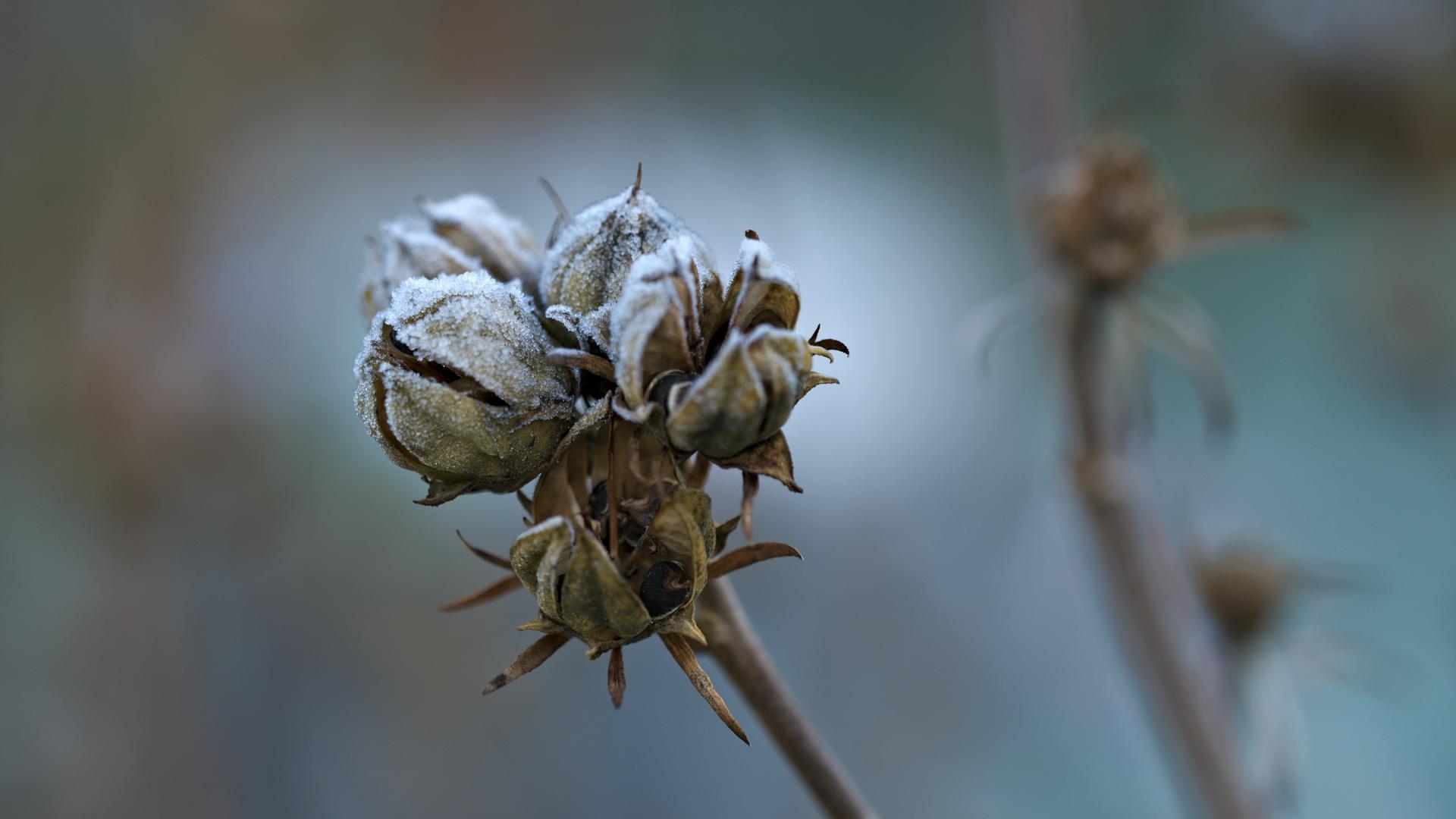 Eine gefrorene Knospe ist mit kleinen Eiskristallen bedeckt. Eine gefrorene Knospe ist mit kleinen Eiskristallen bedeckt.