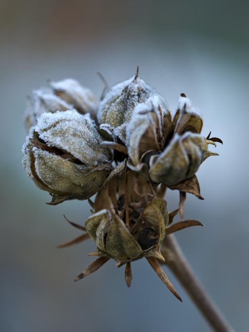 Eine gefrorene Knospe ist mit kleinen Eiskristallen bedeckt.