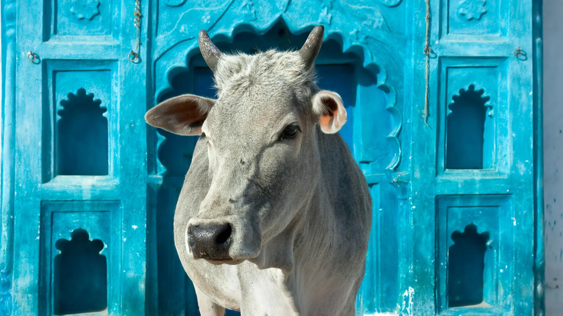 Eine hellgraue Kuh mit Hörnern steht vor einer blauen Wand in Orchha, Madhya Pradesh, Indien. Eine hellgraue Kuh mit Hörnern steht vor einer blauen Wand in Orchha, Madhya Pradesh, Indien.