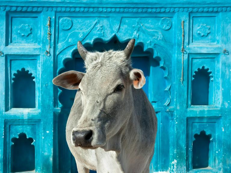 Eine hellgraue Kuh mit Hörnern steht vor einer blauen Wand in Orchha, Madhya Pradesh, Indien.