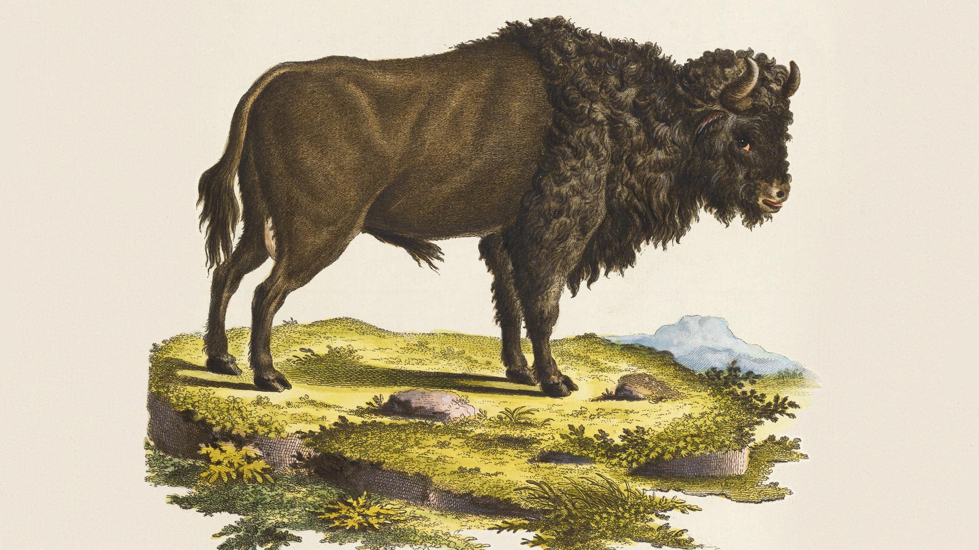 Historische Illustration eines Auerochsen. Historische Illustration eines Auerochsen.