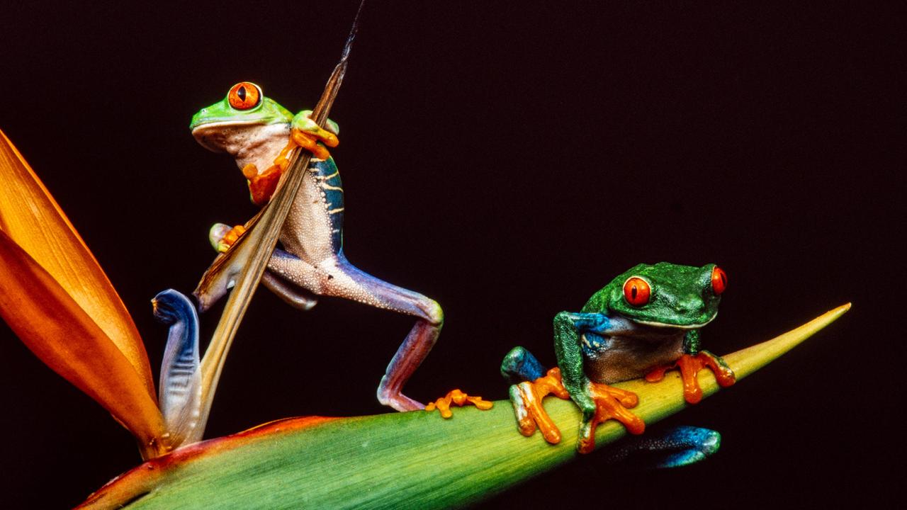 Ein männlicher und ein weiblicher Rotaugen-Laubfrosch (Agalychnis callidryas) auf einem Paradiesvogelplanzenblatt Ein männlicher und ein weiblicher Rotaugen-Laubfrosch (Agalychnis callidryas) auf einem Paradiesvogelplanzenblatt