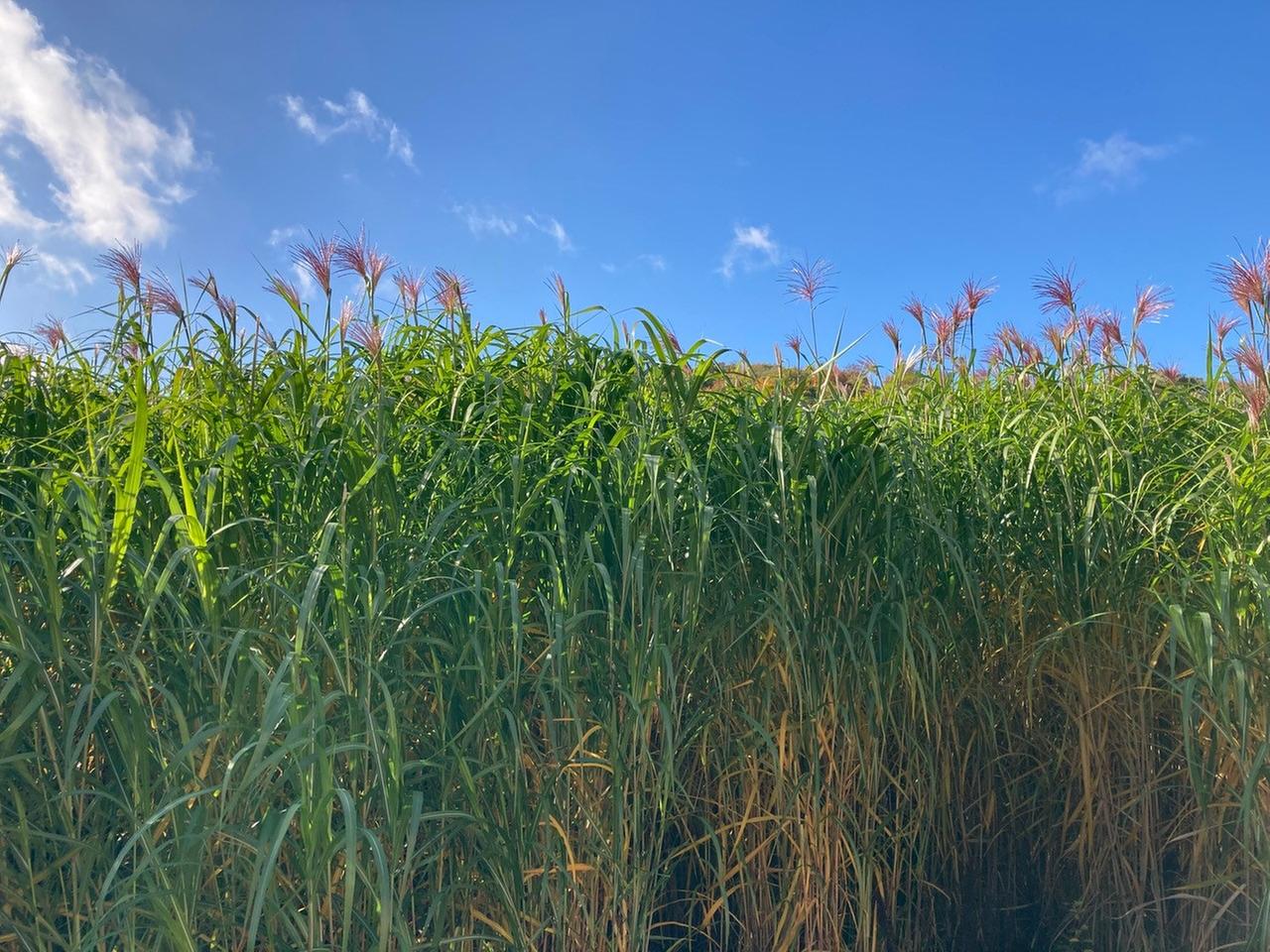 Miscanthus-Gras Miscanthus-Gras
