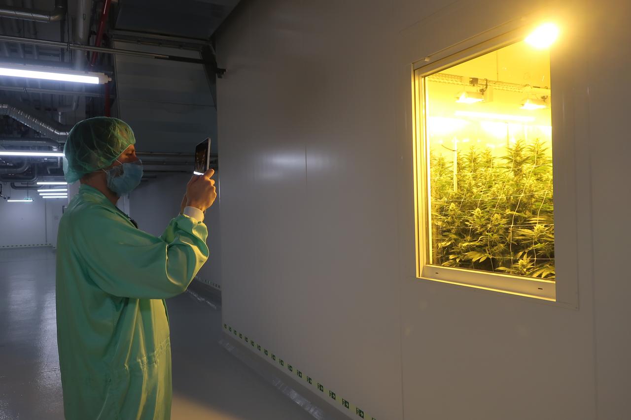 Ein Mann im Schutzanzug steht vor einem Fenster, hinter dem sich Cannabis-Pflanzen befinden. Ein Mann im Schutzanzug steht vor einem Fenster, hinter dem sich Cannabis-Pflanzen befinden.