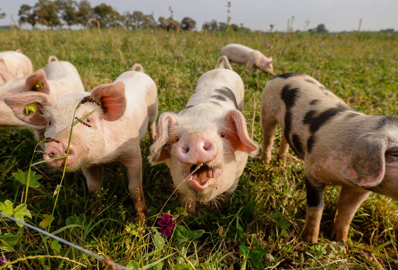 Schweine auf einer Wiese vom Bioland Bauernhof Frohnenbruch in NRW Schweine auf einer Wiese vom Bioland Bauernhof Frohnenbruch in NRW