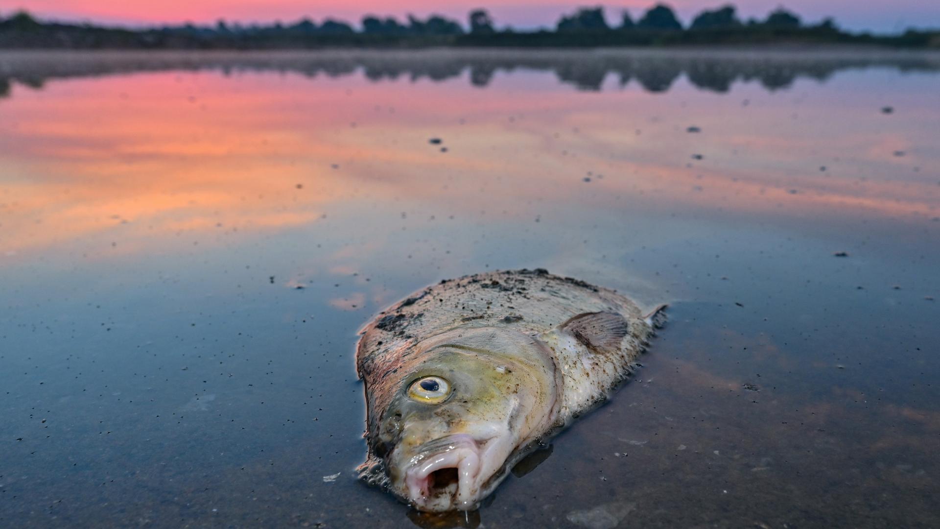 Vergangenes Jahr beschäftigte das massive Fischsterben in der Oder Behörden und Anwohner in Deutschland und Polen.