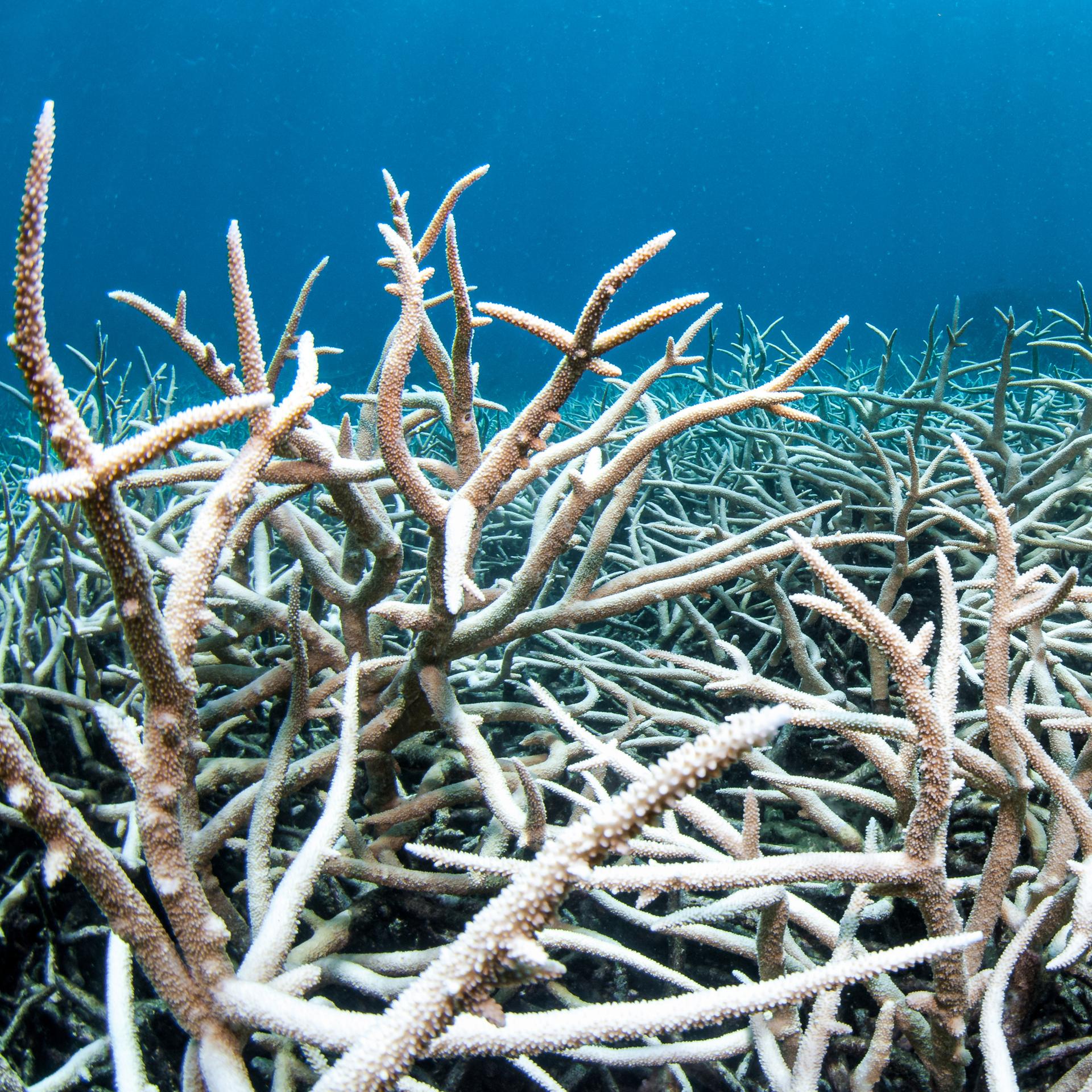 Korallenbleiche im Atlantik, die Korallen werden weiss und sterben ab.