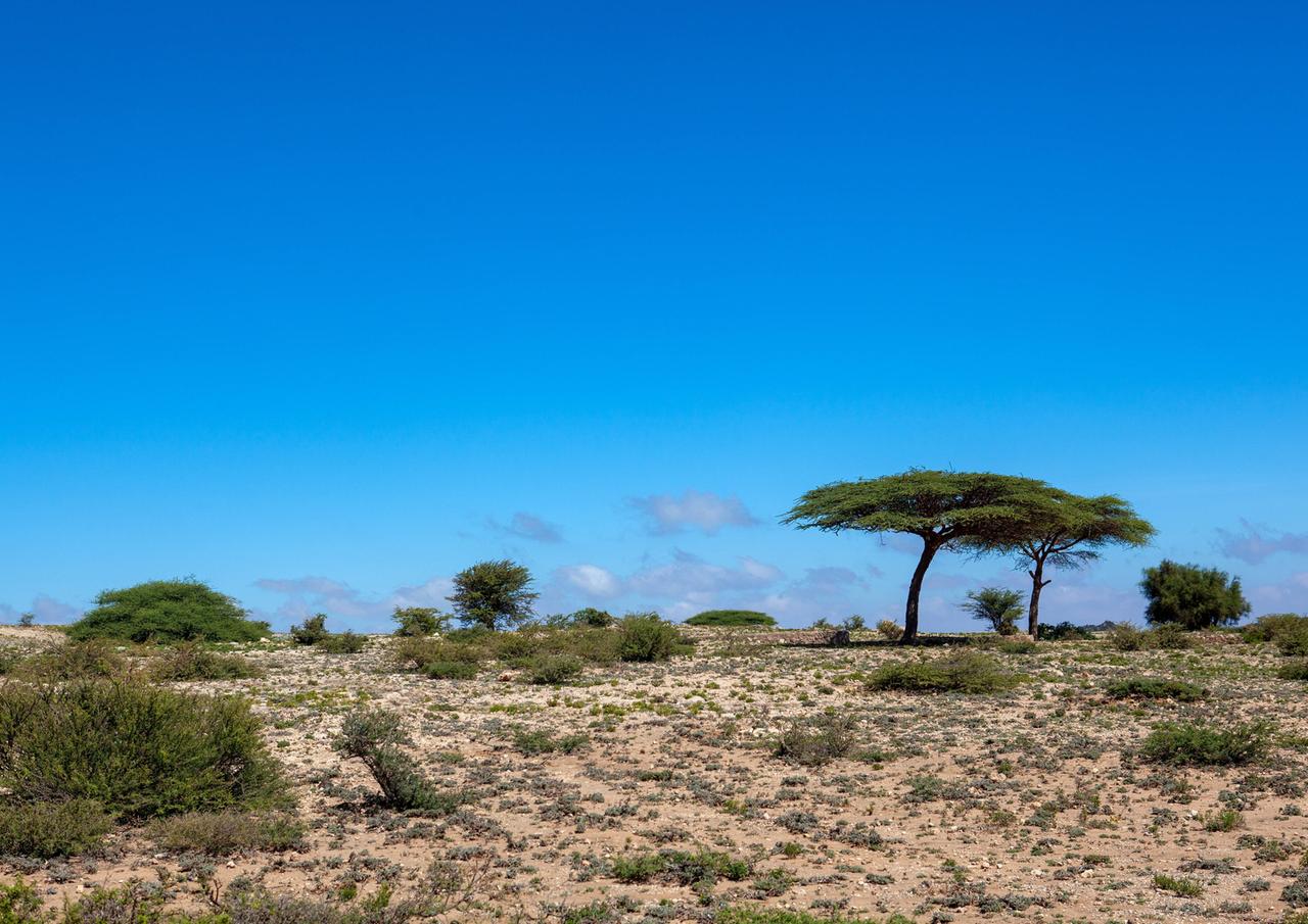 Akazienbäume in einer trockenen Landschaft in Afrika. Akazienbäume in einer trockenen Landschaft in Afrika.