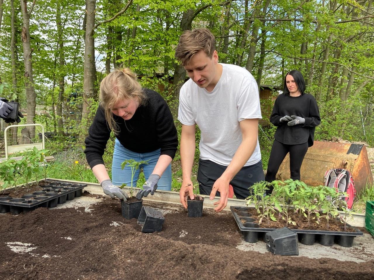 Eine Frau und ein Mann topfen Pflanzen auf einem Hochbeet um. Eine Frau und ein Mann topfen Pflanzen auf einem Hochbeet um.