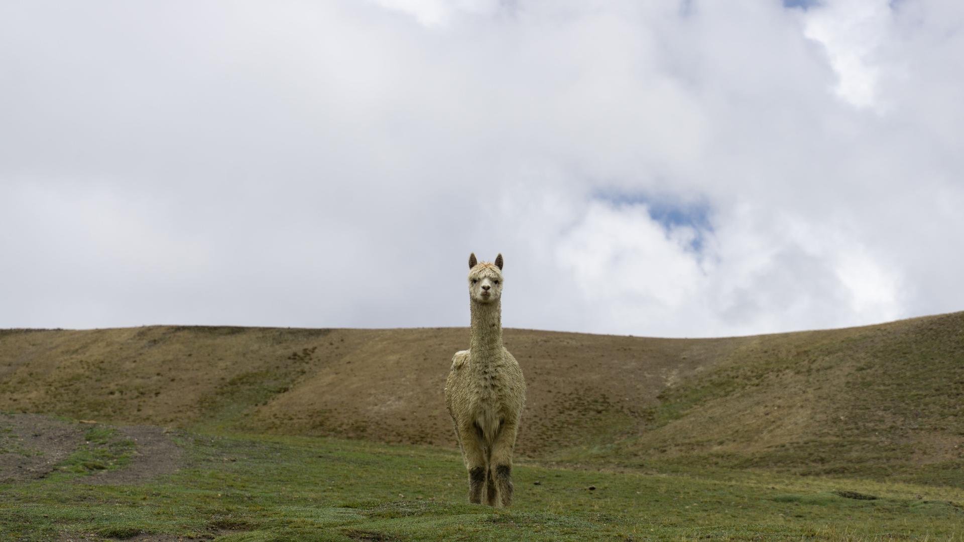 Ein Lama steht mittig auf einer Wiese. Ein Lama steht mittig auf einer Wiese.