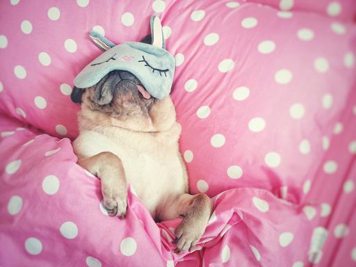 Ein Mops schläft mit einer Schlafmaske in rosa Bettwäsche, dabei hängt seine kleine Zunge aus dem Mund raus. 