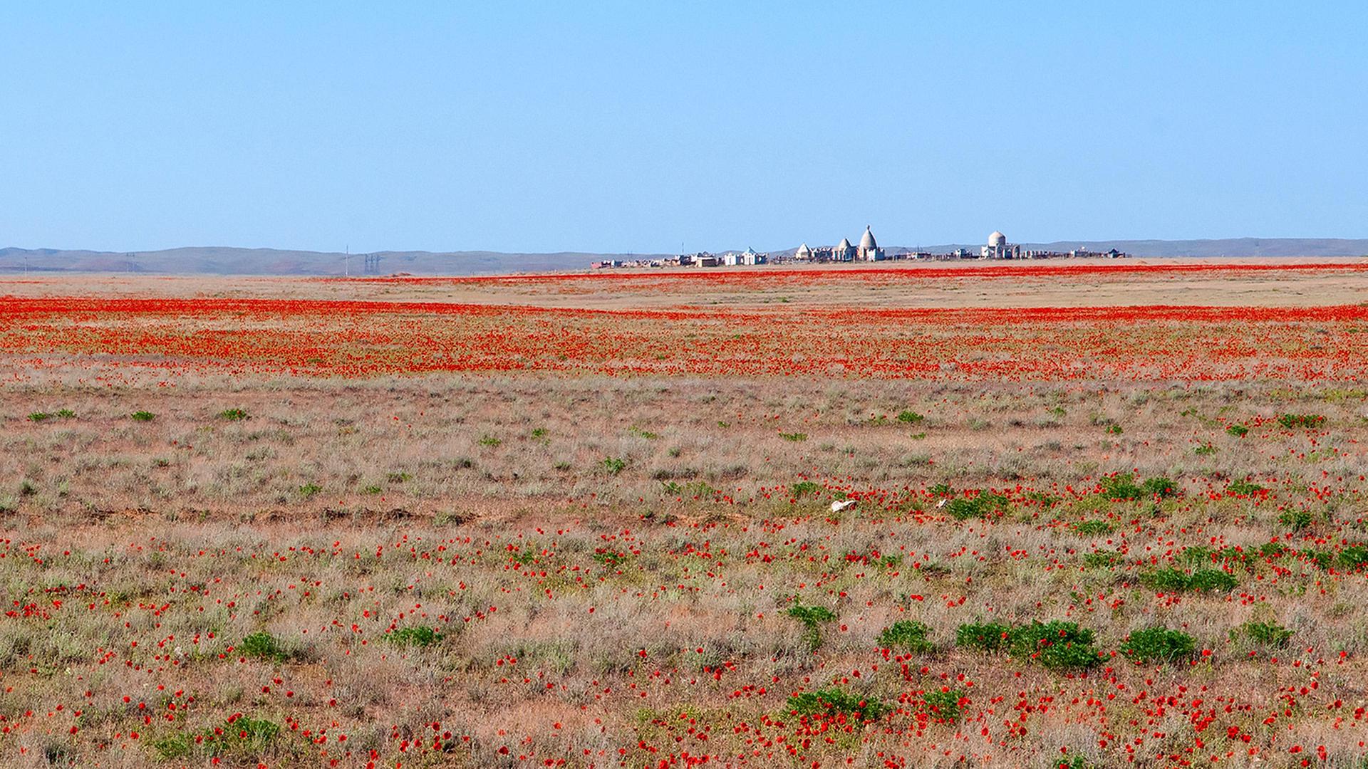 Blühende Steppe Zhusandala, Kasachstan 2018 Blühende Steppe Zhusandala, Kasachstan 2018