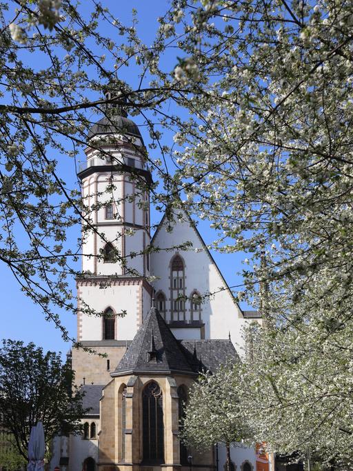 Blick zur Leipziger Thomaskirche während der Baumblüte. 