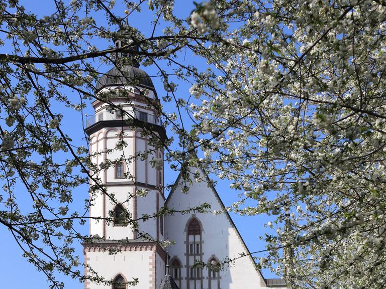 Blick zur Leipziger Thomaskirche während der Baumblüte. 