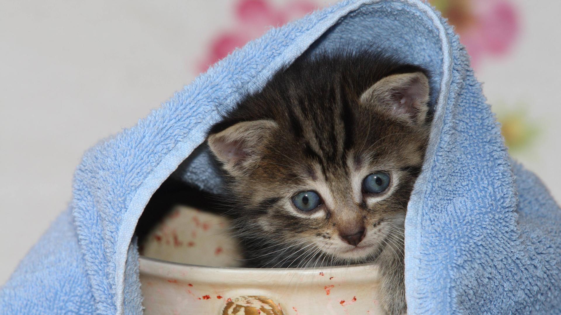 Junge Hauskatze versteckt sich in einer Vase. Junge Hauskatze versteckt sich in einer Vase.