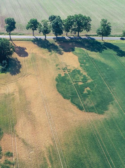Luftaufnahme mit einer Drohne von einem Feld, die die Trockenheit in der Landwirtschaft zeigt.
