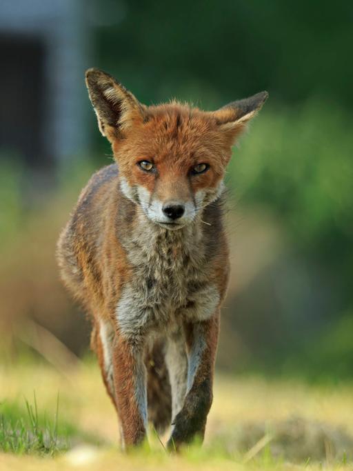 Ein roter Fuchs mit Räude läuft auf die Kamera zu.