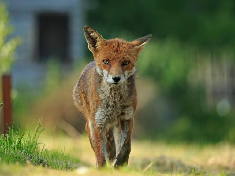 Ein roter Fuchs mit Räude läuft auf die Kamera zu.