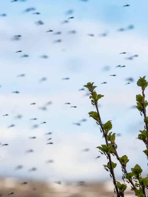 Ein dichter Insektenschwarm im Sommer. 