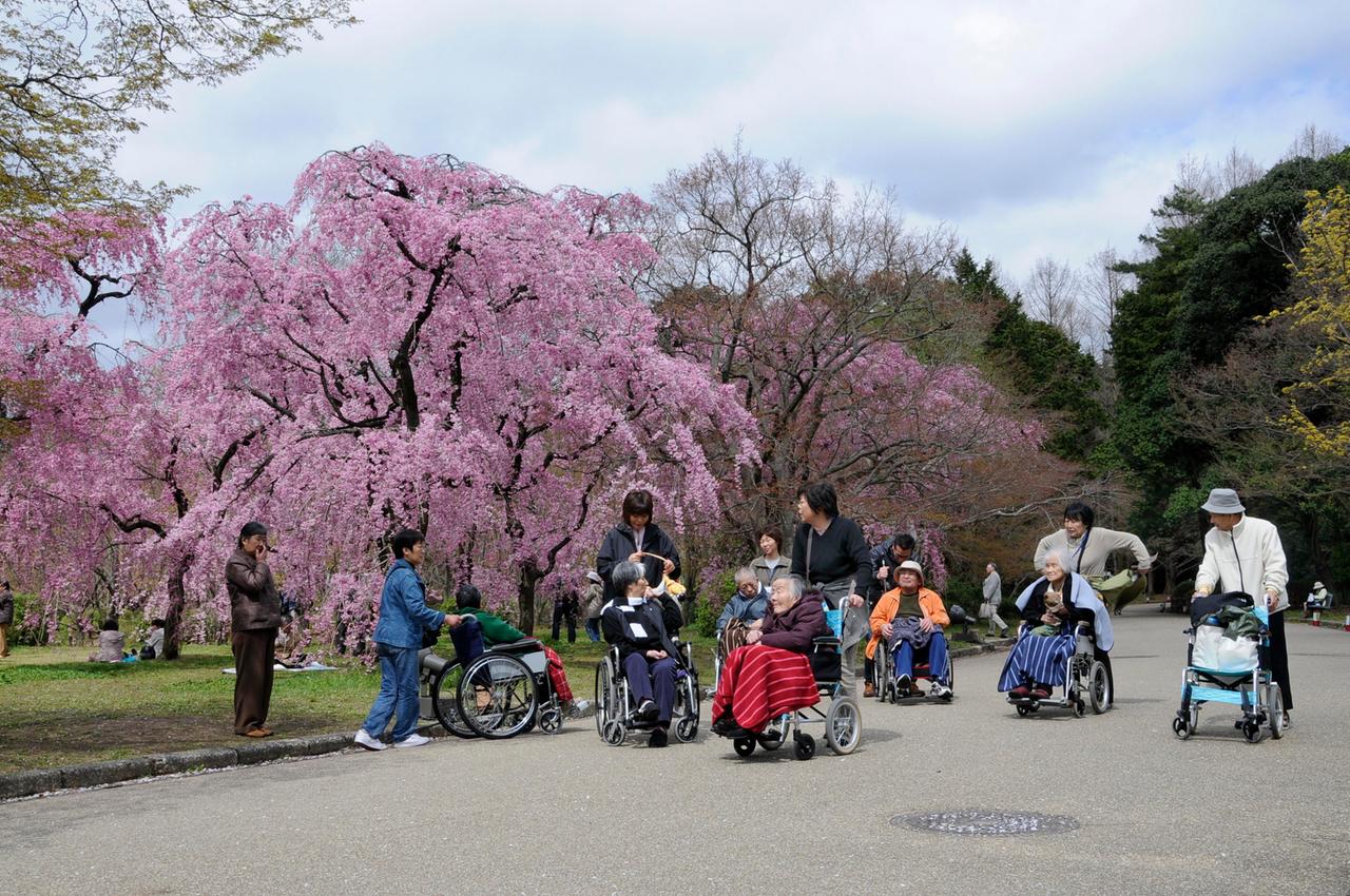 Alte Menschen im Rollstuhl erleben das Kirschblütenfest im botanischen Garten in Kyoto, Japan. Alte Menschen im Rollstuhl erleben das Kirschblütenfest im botanischen Garten in Kyoto, Japan.