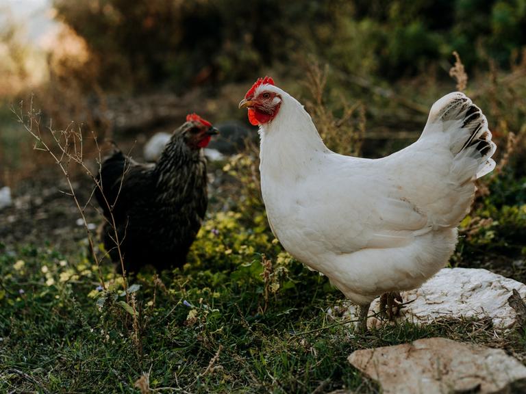 Zwei Hühner, ein weißes und ein schwarzes stehen einander gegenüber auf einer Wiese.