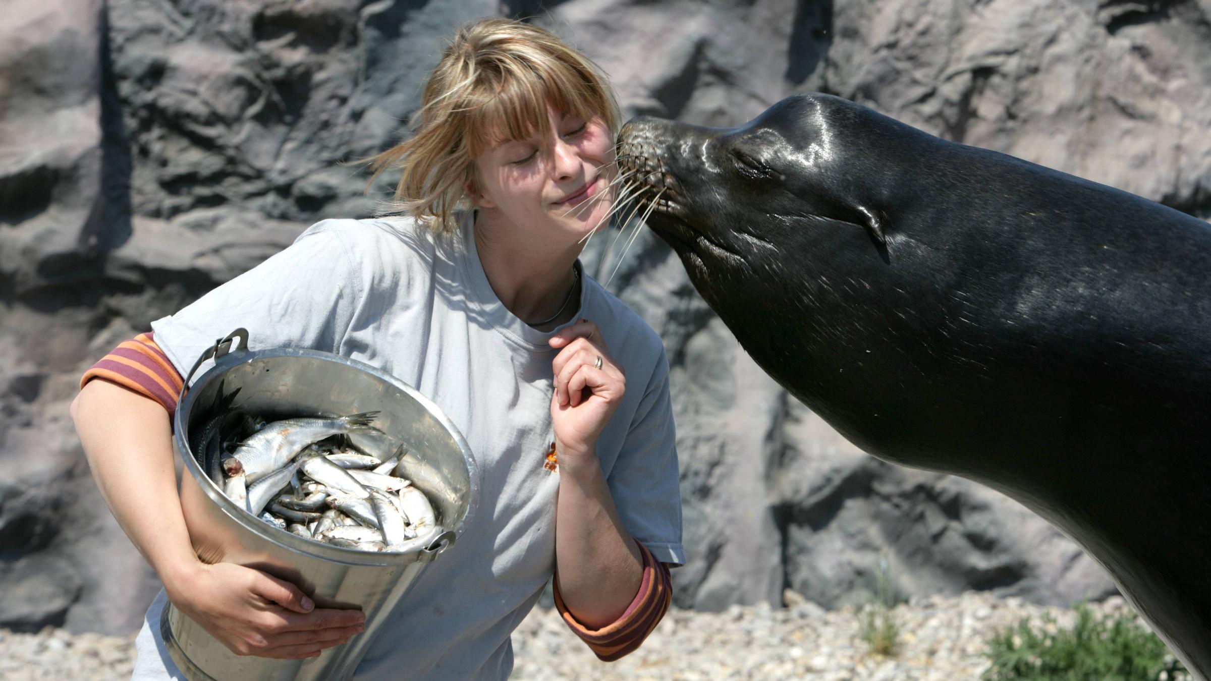 Eine Tierpflegerin erhält vom Seelöwen vor der Fütterung einen Kuss in der Zoom Erlebniswelt Gelsenkirchen.