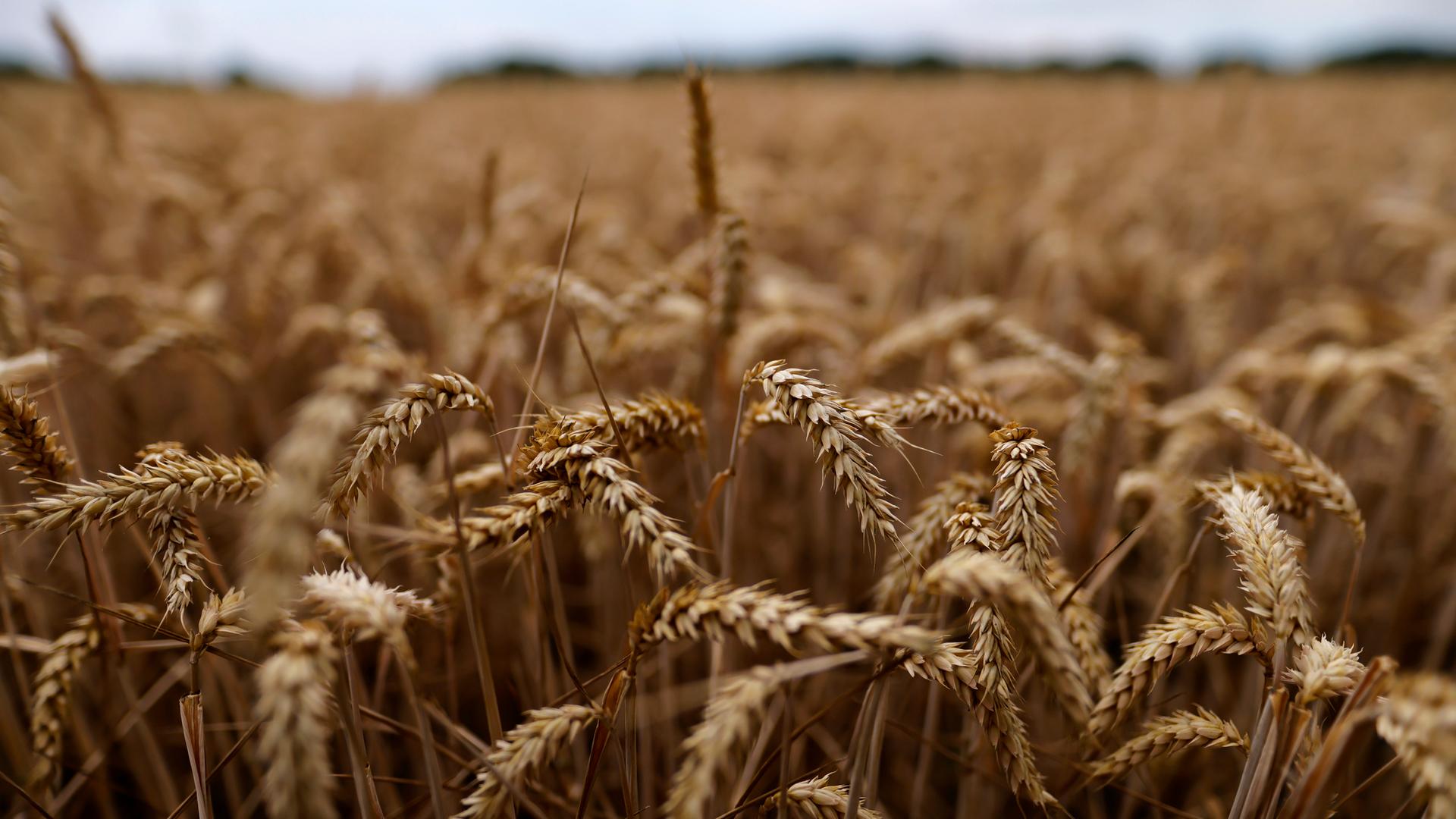 Ein Weizenfeld bei Frechen in NRW, Ende Juli 2022