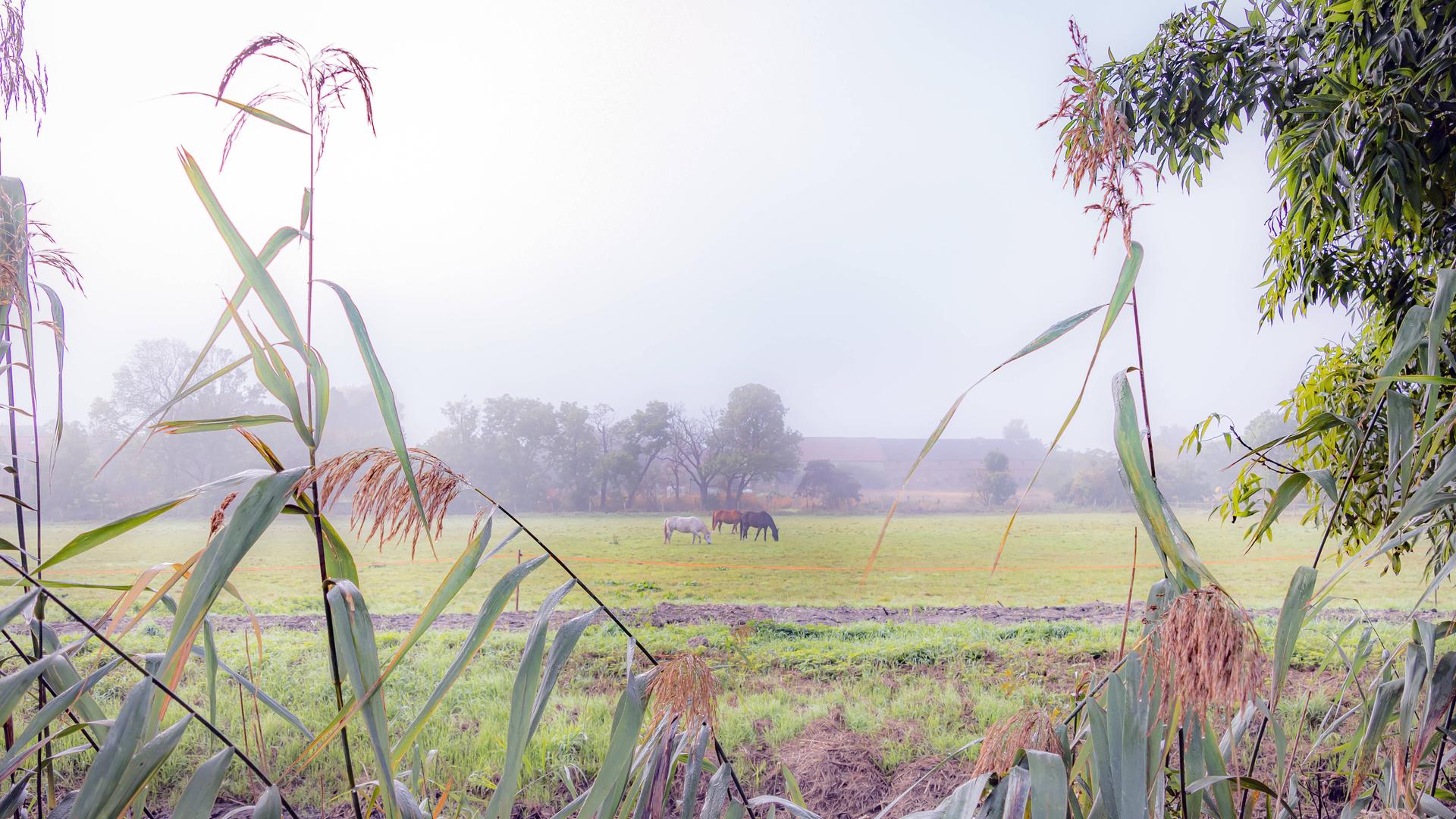Blick auf drei Pferde, die auf einem Feld im Nebel weiden. Blick auf drei Pferde, die auf einem Feld im Nebel weiden.
