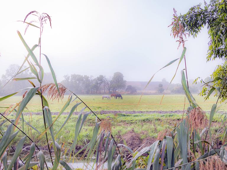 Blick auf drei Pferde, die auf einem Feld im Nebel weiden.