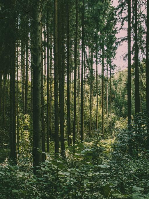 Dichter dunkelgrüner Tannenwald im Nationalpark Eifel bei Schleiden.