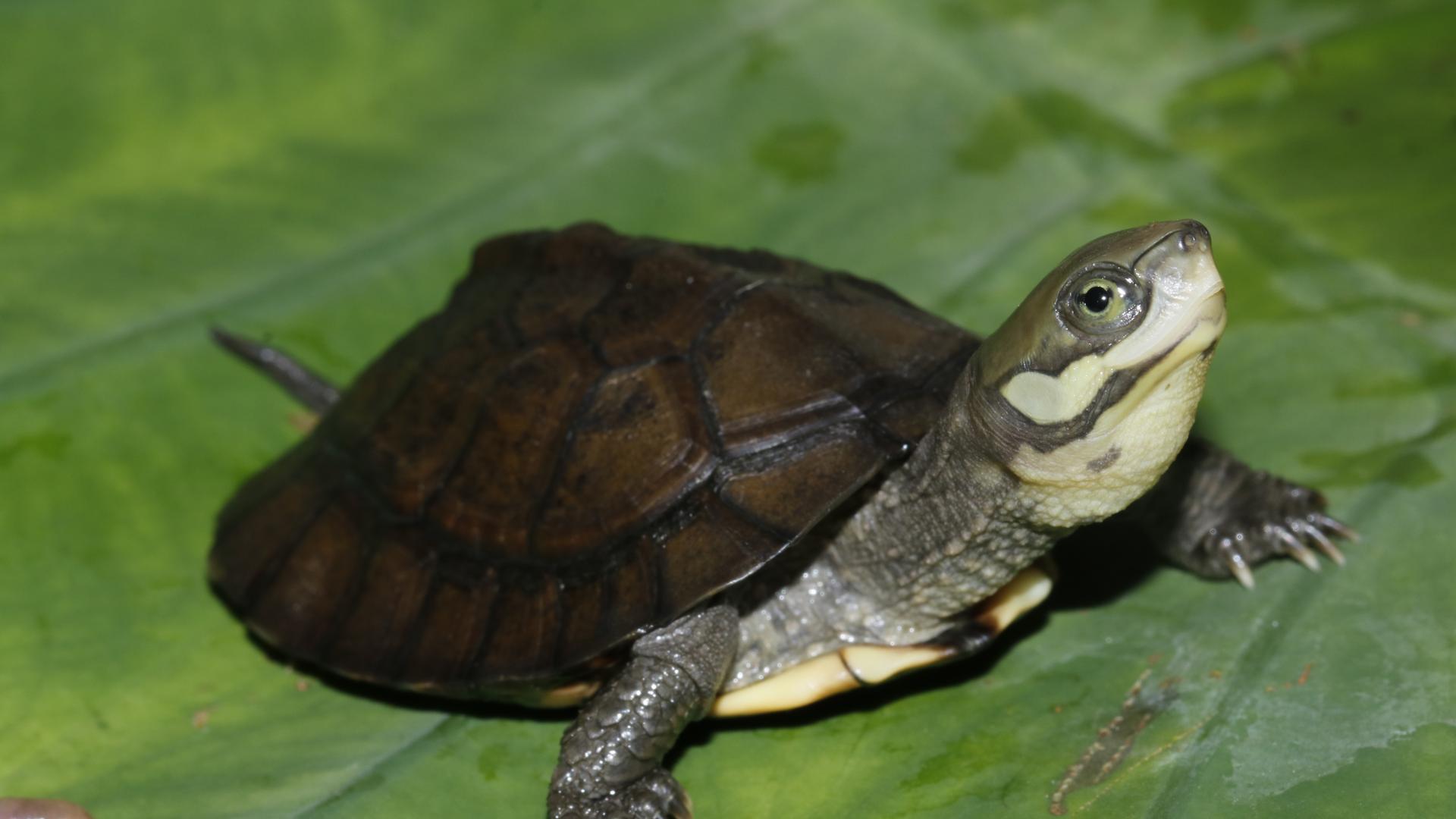 Die Zhous Scharnierschildkröte Die Zhous Scharnierschildkröte