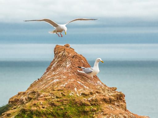 Zwei Möwen landen geschickt auf einem Felsvorsprung.