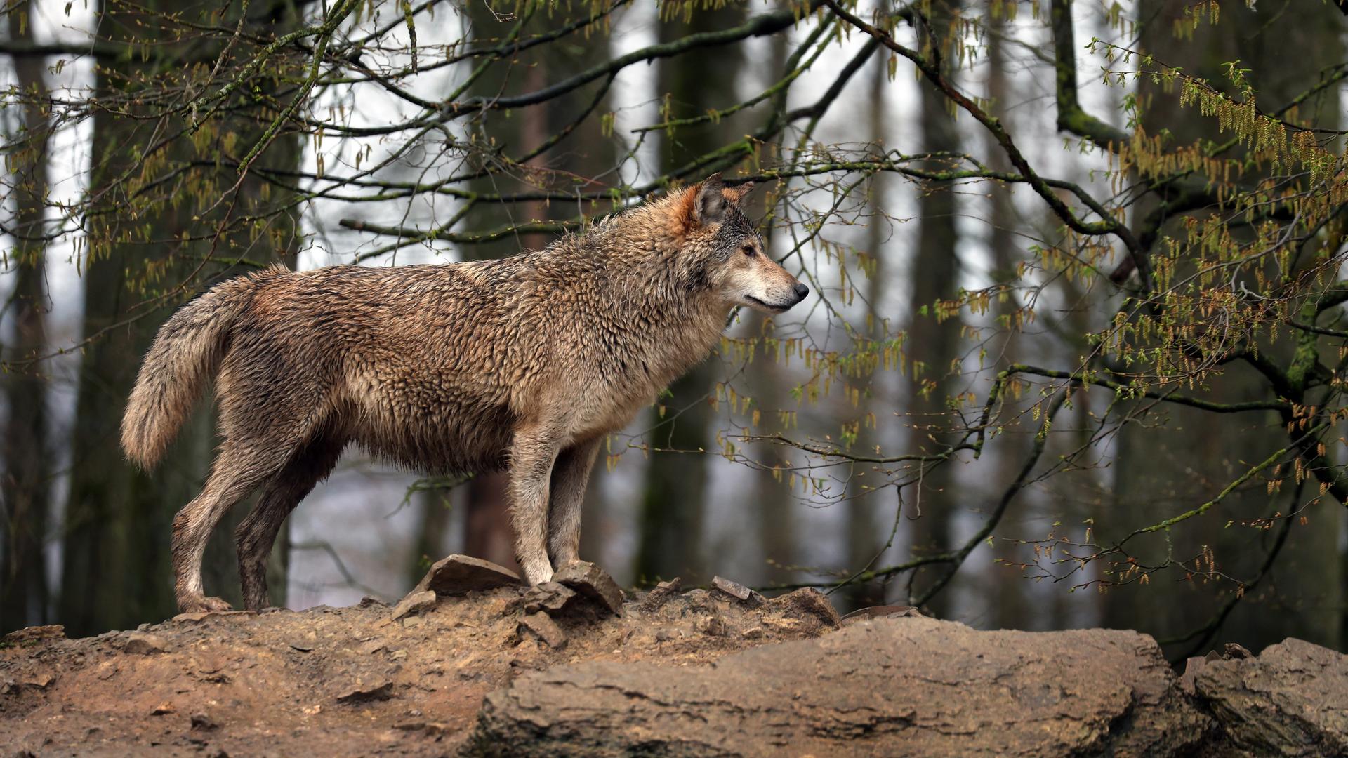 Wie geht Wolfsschutz?: Selten und schützenswert, aber hungrig!