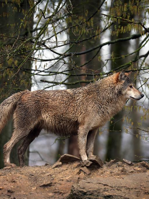 Ein Wolf steht in einem Wildpark in seinem Gehege, 2023.