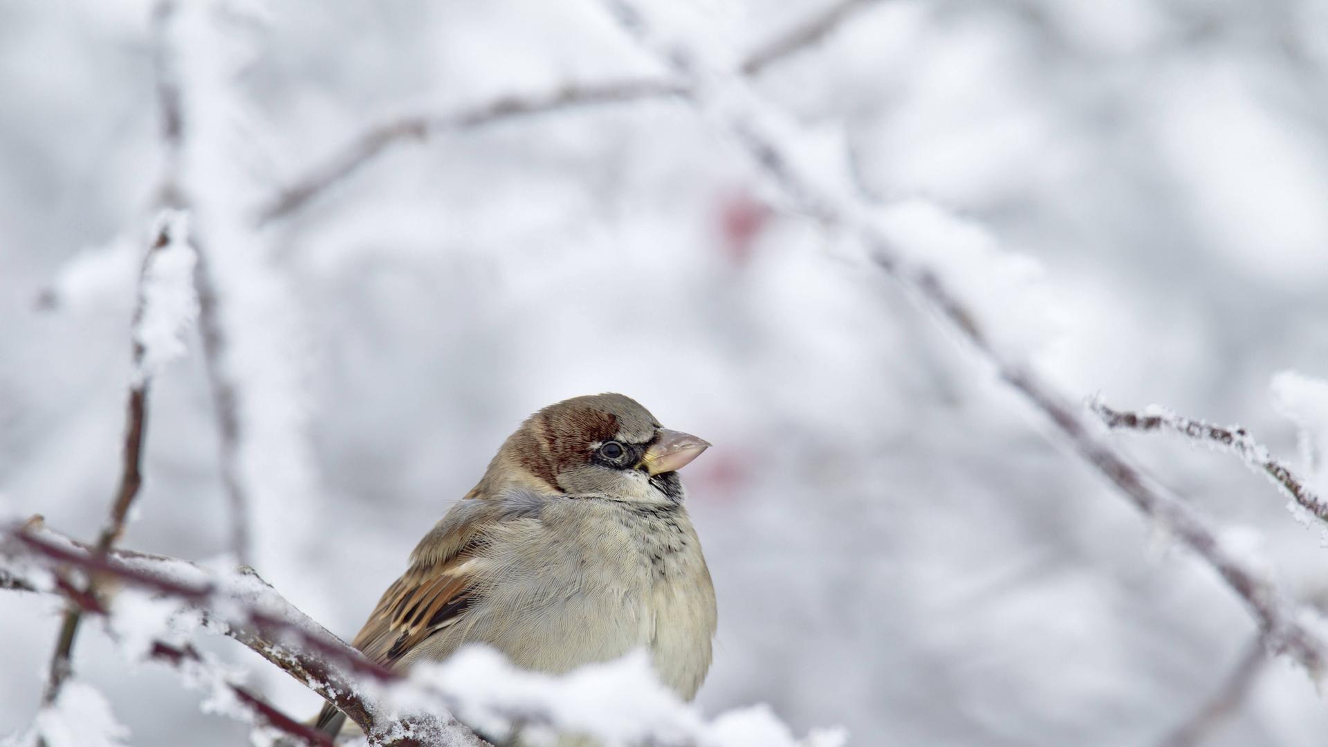 Ein Haussperling (Passer domesticus) sitzt in verschneiten Zweigen. Ein Haussperling (Passer domesticus) sitzt in verschneiten Zweigen.
