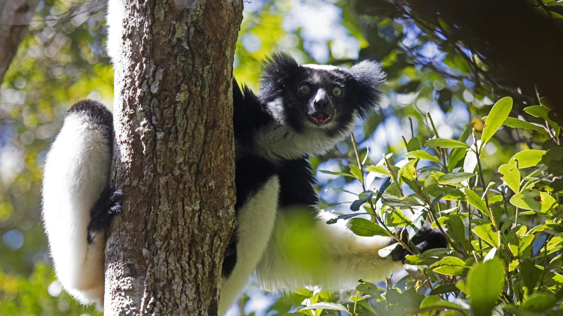 Männlicher Indri im Andasibe-Mantadia-Nationalpark auf Madagaskar
