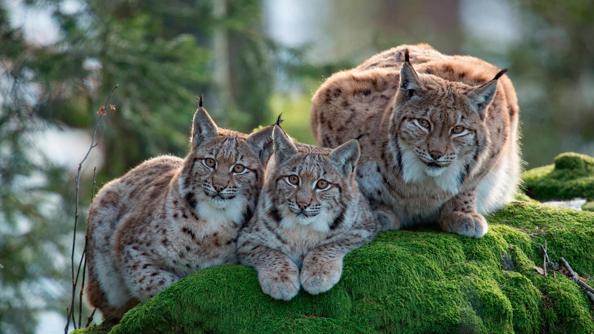 Eurasischer Luchs (Lynx lynx) mit zwei Jungtieren