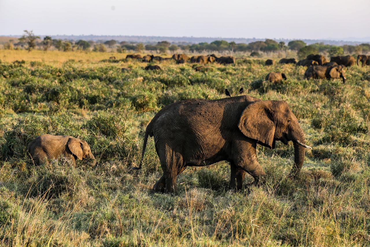 Elefanten laufen in einer Herde durch die Steppe (Kidepo National Park in Uganda). Elefanten laufen in einer Herde durch die Steppe (Kidepo National Park in Uganda).
