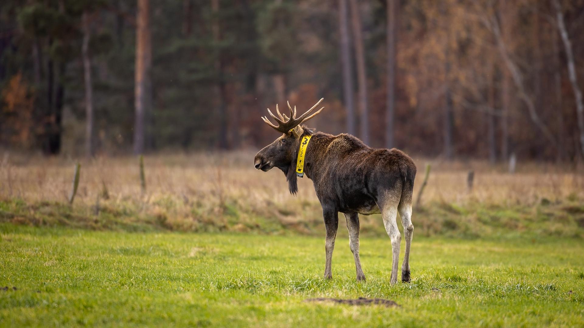 Ein Elch steht auf einer Wiese in Brandenburg. Das aus Polen stammende Tier sucht öfter die Nähe von Rindern. 2018 wurde dem Elch ein gelbes Sendehalsband angelegt, um seine Routen zu dokumentieren. Ein Elch steht auf einer Wiese in Brandenburg. Das aus Polen stammende Tier sucht öfter die Nähe von Rindern. 2018 wurde dem Elch ein gelbes Sendehalsband angelegt, um seine Routen zu dokumentieren.