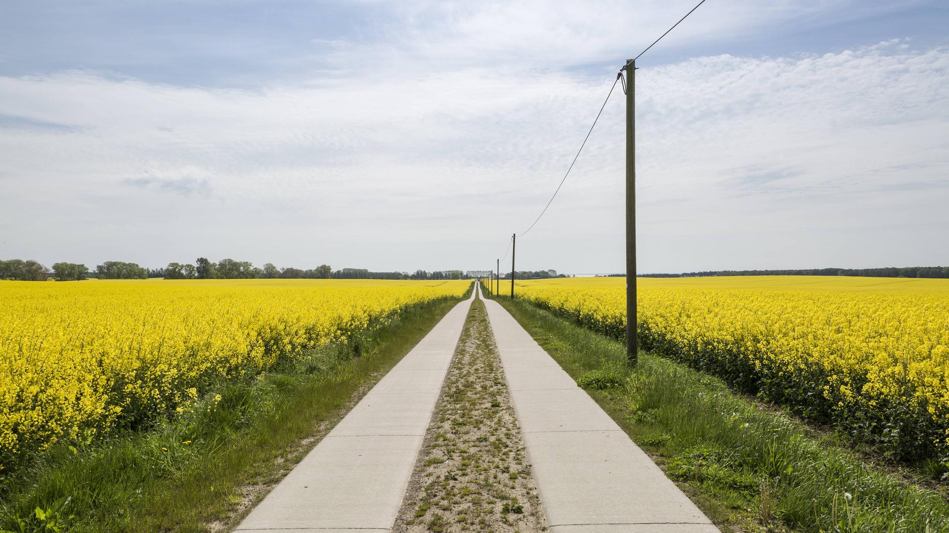 Rapsfeld, Rügen, 2019 Rapsfeld, Rügen, 2019