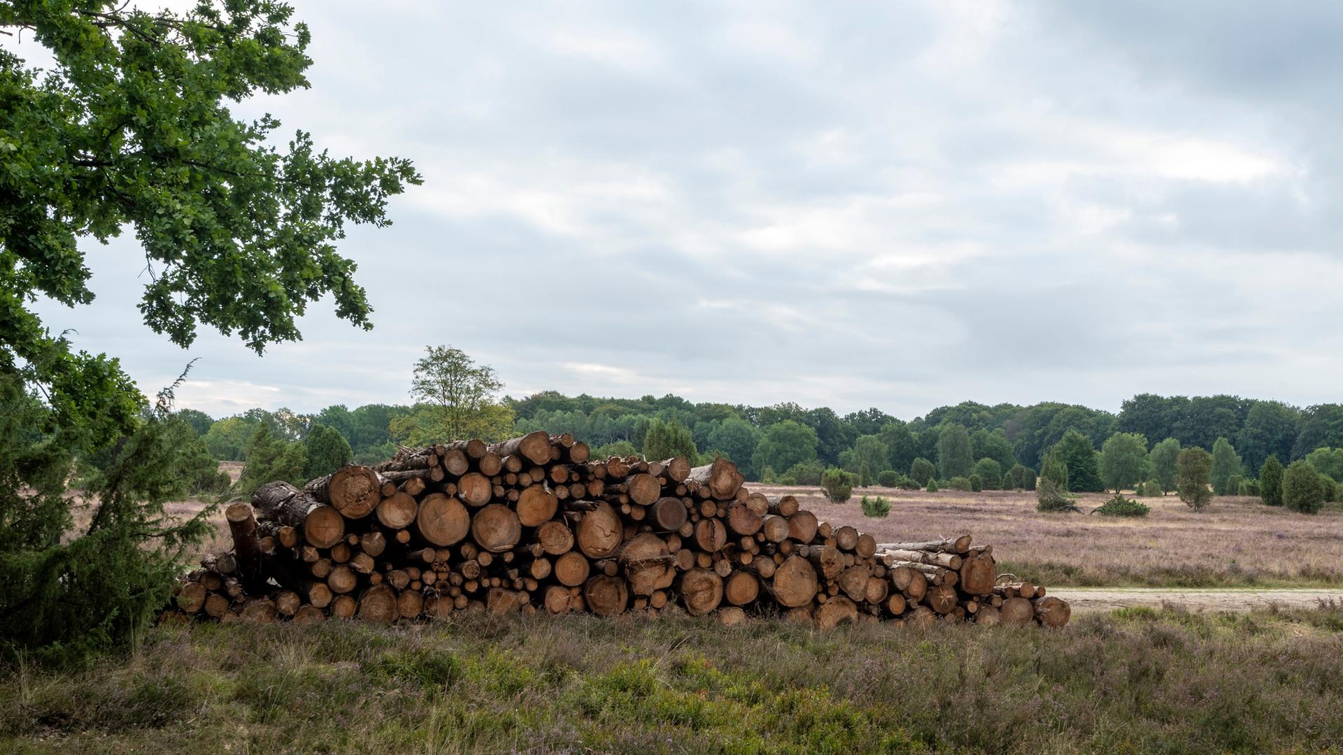 Ein Holzstapel liegt in der Lüneburger Heide am Rande eines Weges.