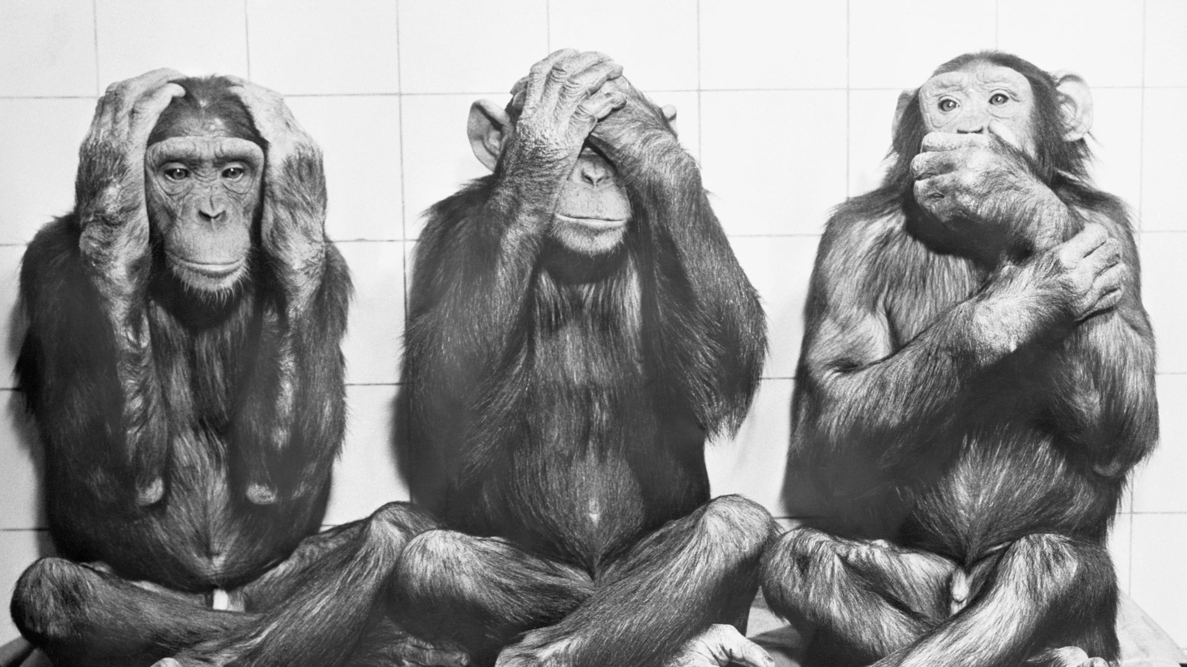 Das oft zitierte alte indische Sprichwort "'Nichts Böses hören, nichts Böses sehen, nichts Böses sagen" gestenreich interpretiert von den Schimpansen Yindi, Uschi und Buta (v.l.n.r.) im Zoo Frankfurt 1958. Das oft zitierte alte indische Sprichwort "'Nichts Böses hören, nichts Böses sehen, nichts Böses sagen" gestenreich interpretiert von den Schimpansen Yindi, Uschi und Buta (v.l.n.r.) im Zoo Frankfurt 1958.
