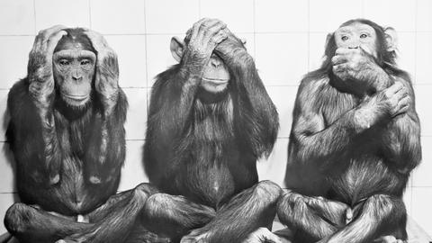 Das oft zitierte alte indische Sprichwort "'Nichts Böses hören, nichts Böses sehen, nichts Böses sagen"  gestenreich interpretiert von den Schimpansen Yindi, Uschi und Buta (v.l.n.r.) im Zoo Frankfurt 1958.
