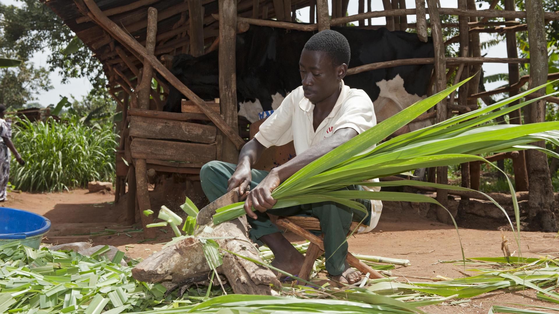 Ein Mann in Uganda hackt Elefantengras für Milchkuhfutter. Ein Mann in Uganda hackt Elefantengras für Milchkuhfutter.