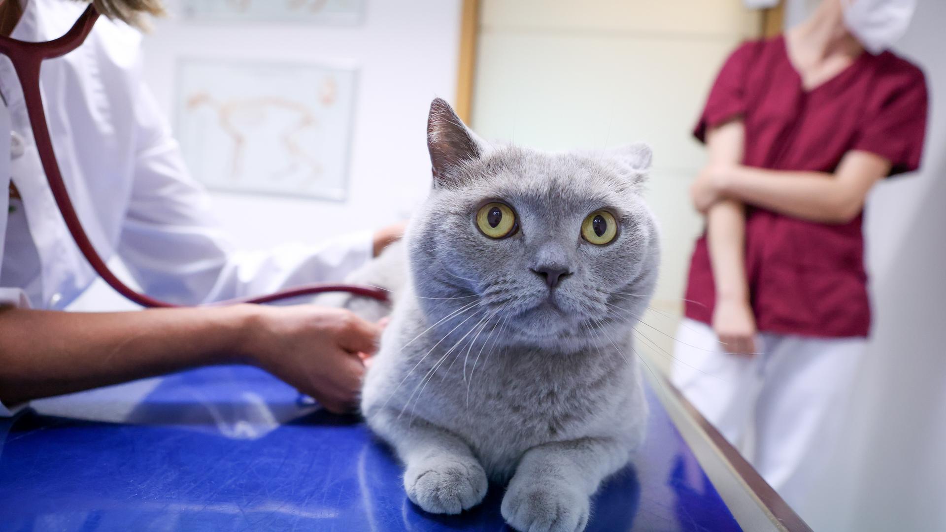 Eine Tierärztin hört in einer Tierarztpraxis mit einem Stethoskop eine Katze ab. Eine Tierärztin hört in einer Tierarztpraxis mit einem Stethoskop eine Katze ab.