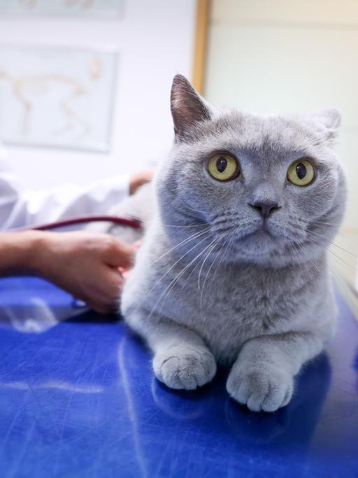 Eine Tierärztin hört in einer Tierarztpraxis mit einem Stethoskop eine Katze ab.
