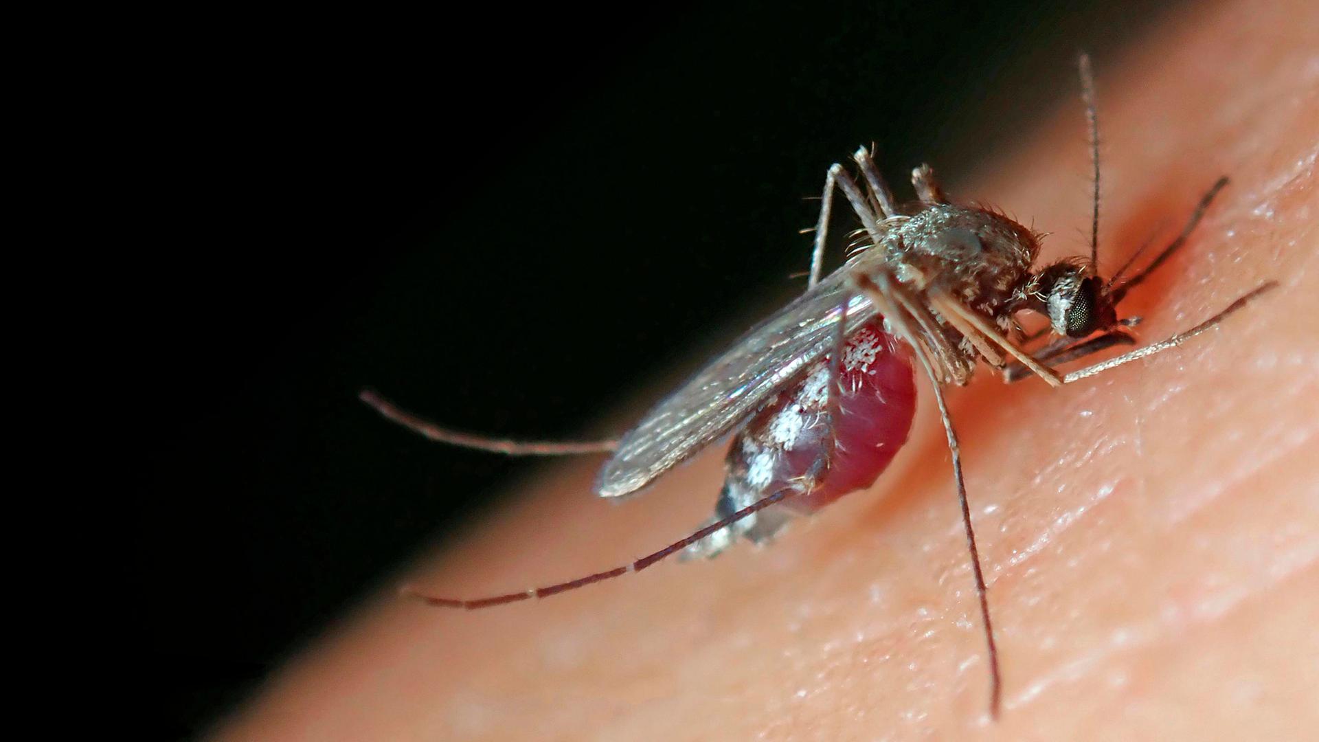 Ein Weibchen der "Gemeinen Stechmücke" (Culex pipiens) sticht einen Menschen und saugt Blut. Ein Weibchen der "Gemeinen Stechmücke" (Culex pipiens) sticht einen Menschen und saugt Blut.