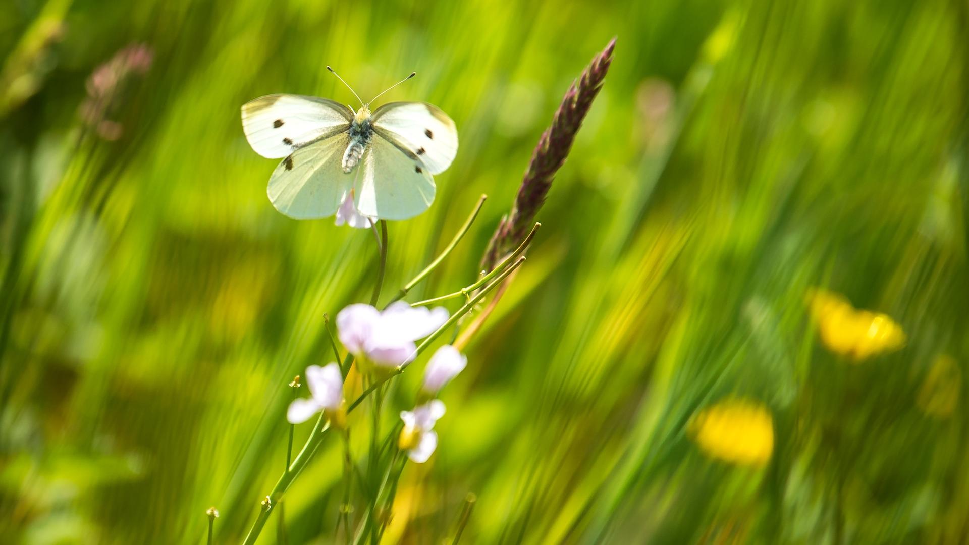 Ein Schmetterling landet im Sonnenschein auf einer Wiese. Ein Schmetterling landet im Sonnenschein auf einer Wiese.
